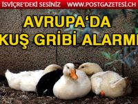 Kuş gribi gerekçesiyle 115 bin ördek öldürüldü