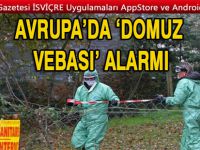 Avrupa’da ‘domuz vebası’ alarmı