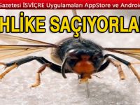 İsviçre sınırına dayanan Asya eşekarısı tehlike saçıyor