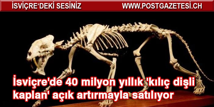 Isvicre De 40 Milyon Yillik Kilic Disli Kaplan Acik Artirmayla Satiliyor