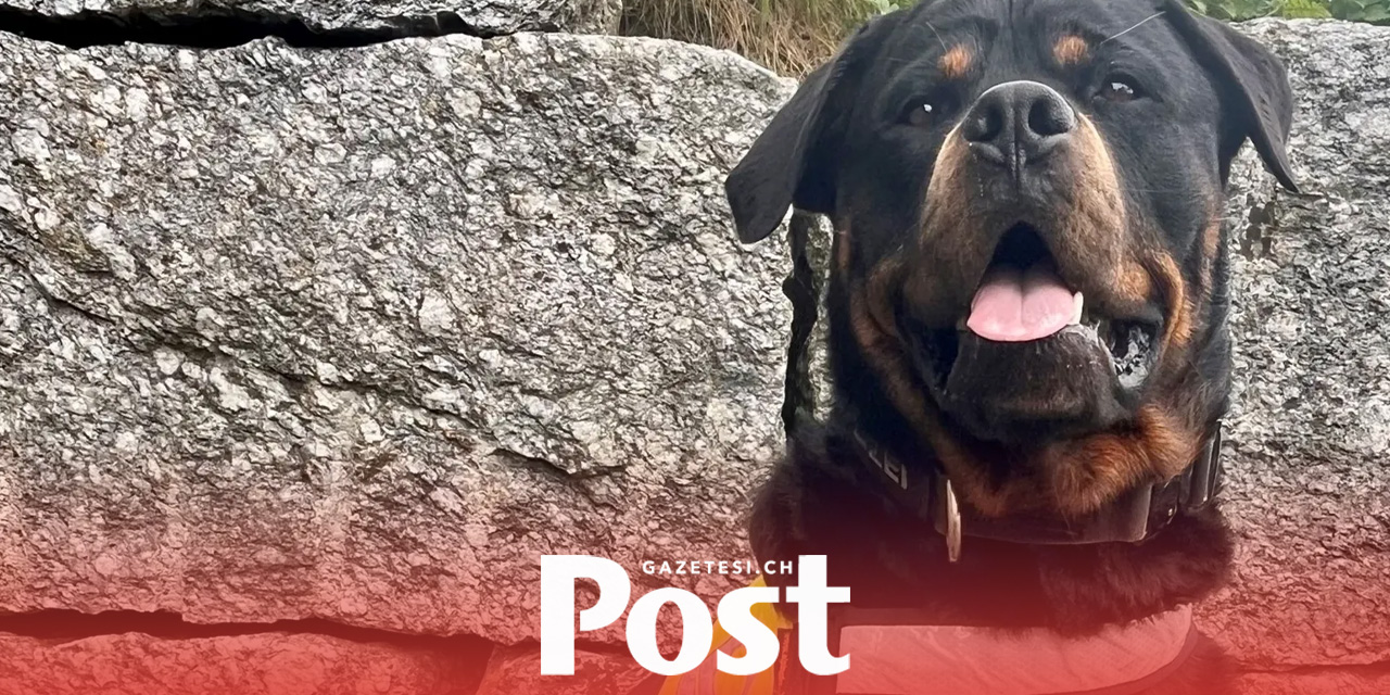 Zürih şehir polis köpeği “Faro” uyuşturucu dolu çantayı buldu